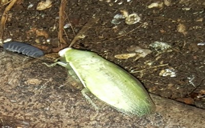 PANCHLORA NIVEA 